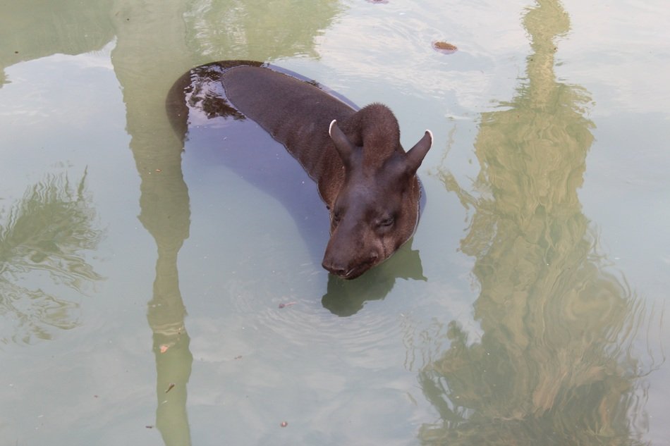 wild peccary in the water