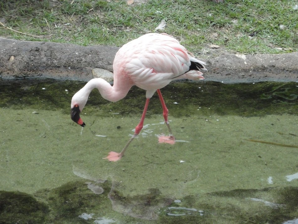 Pink flamingos on the lake