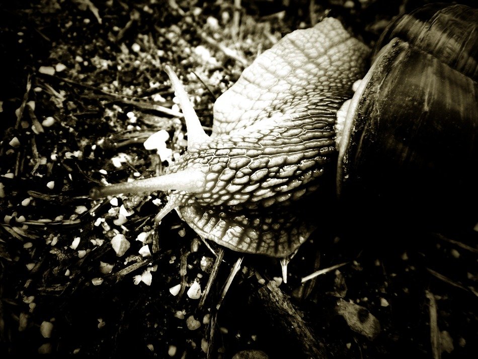 snail in monochrome