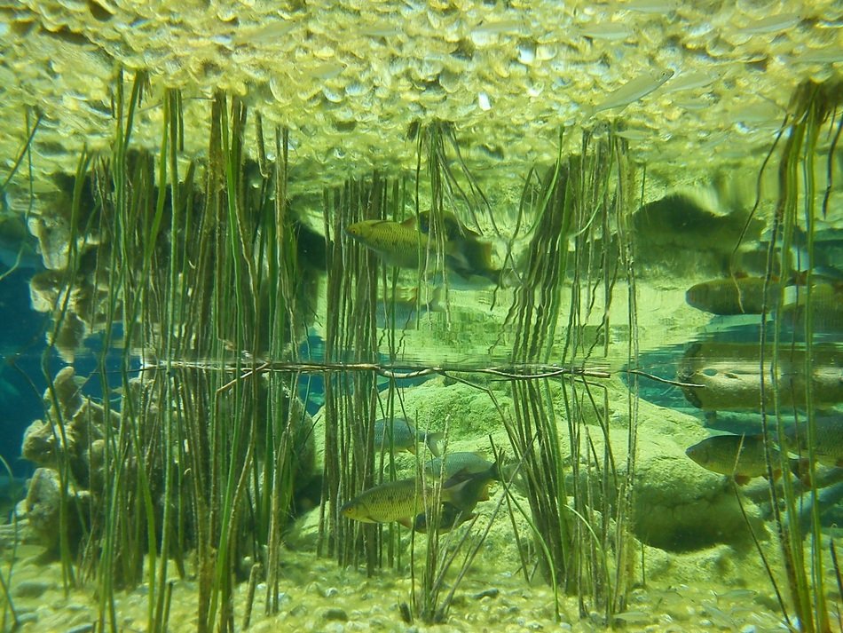 green Aquarium Fish