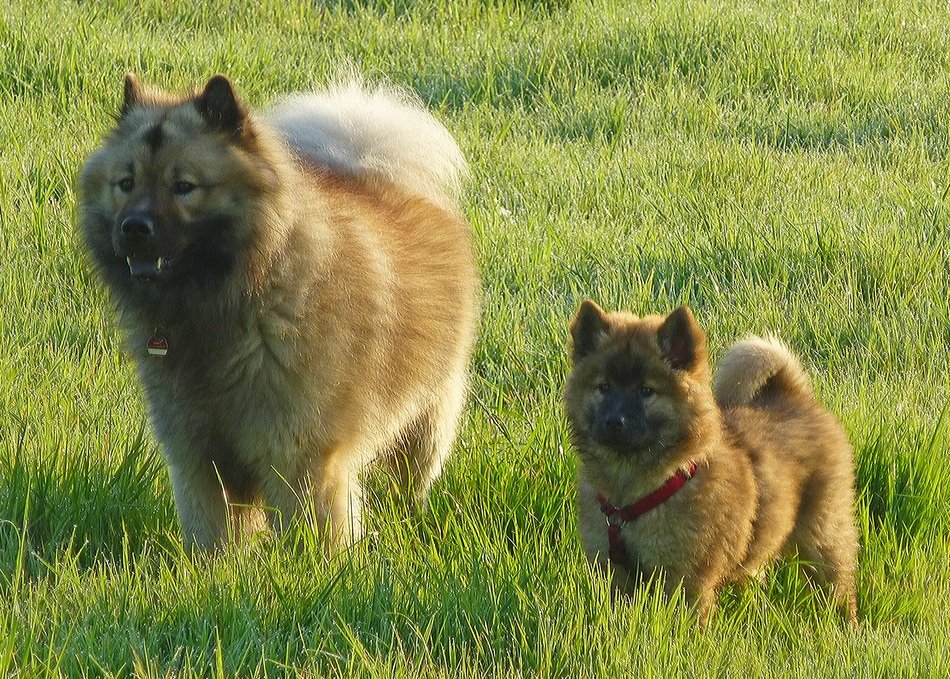 Dogs Eurasians
