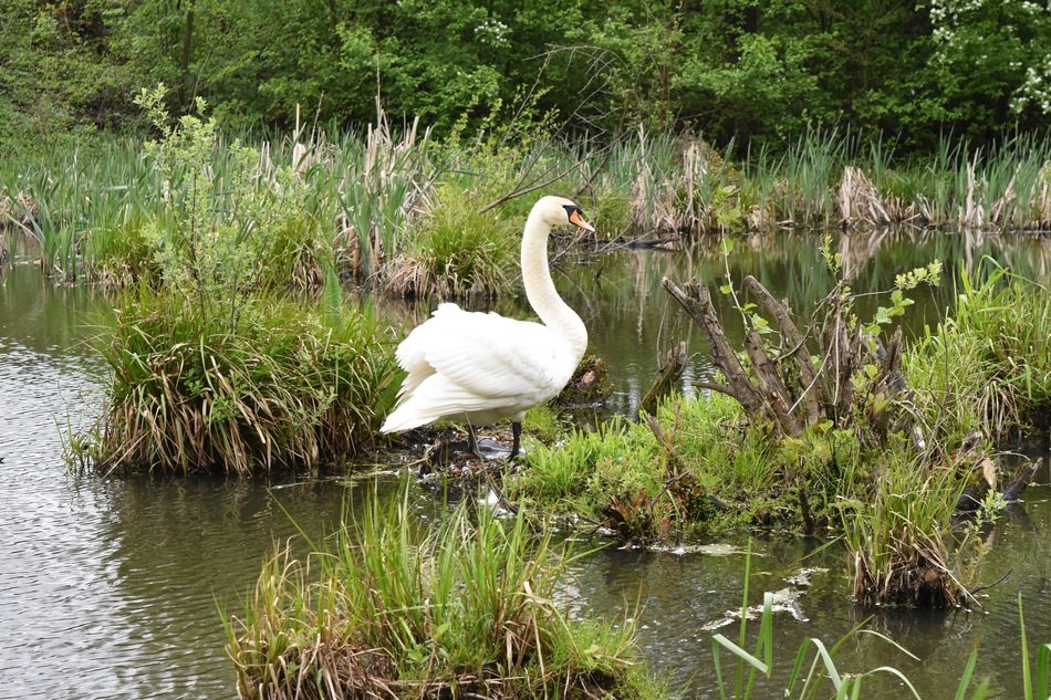 Swan Bird in Pond portrait