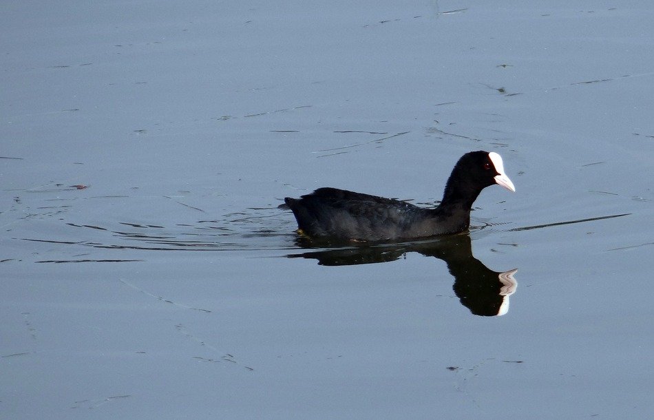 eurasian coot swims in the sea in India