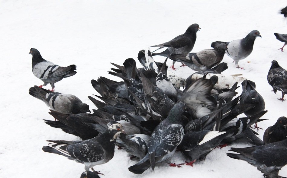 pigeons in a pile in the snow