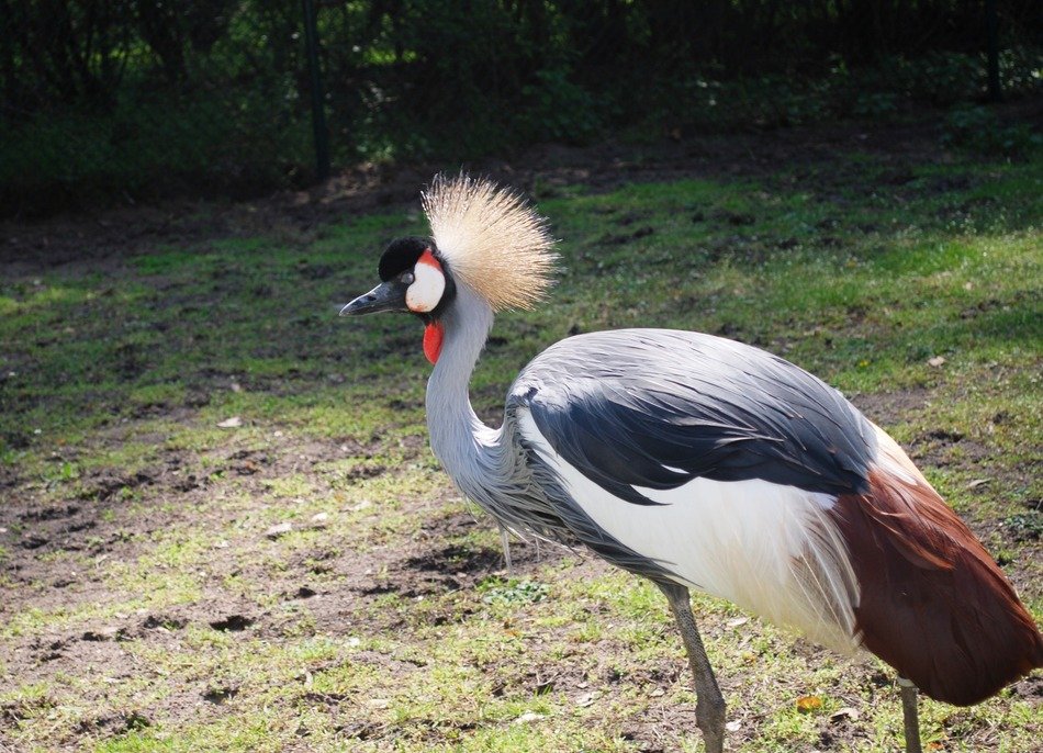 crowned crane in the wild