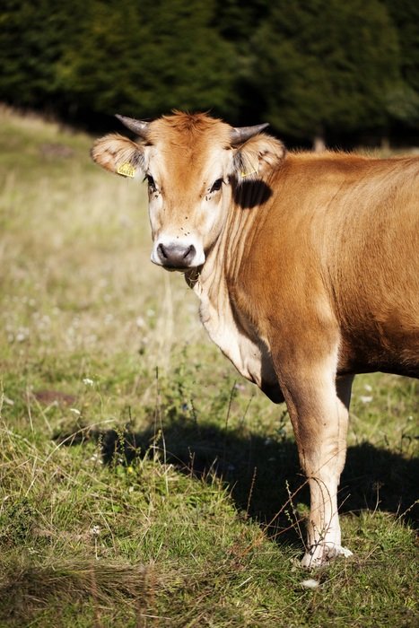 Brown cow in Slovakia