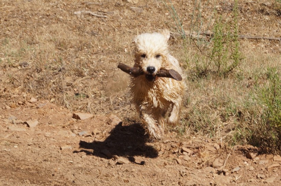 astounding Dog Play