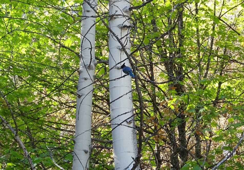 beautiful and cuteTree