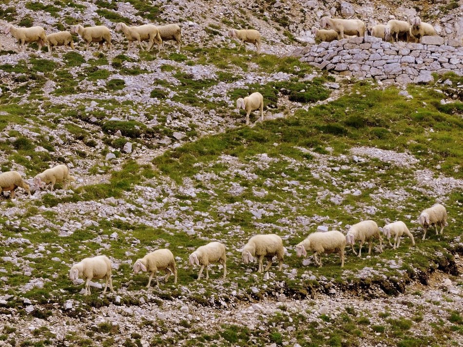 sheep on the grass of the hill