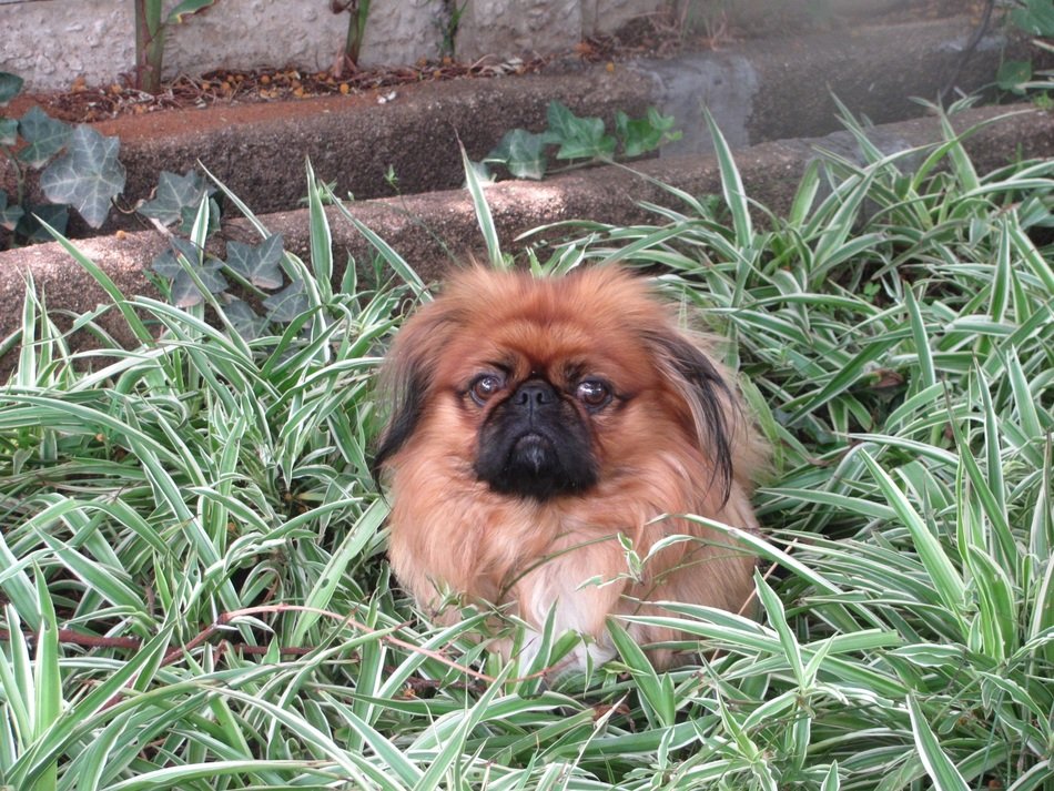 brown pekingese in the garden
