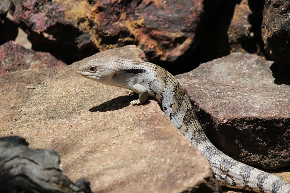 Bluetongue Australian Lizard on stone