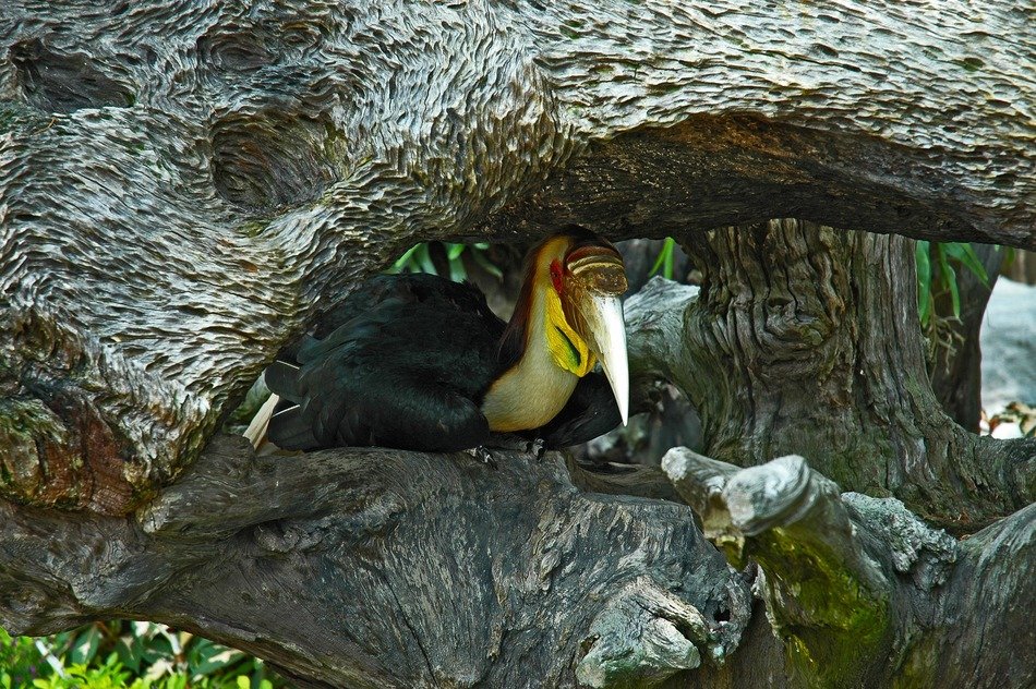 picture of the toucan in the wildlife