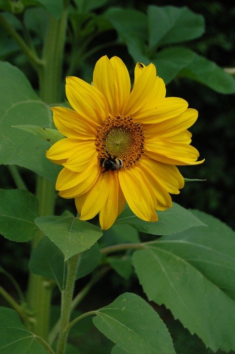 attractive Sunflower and Insects