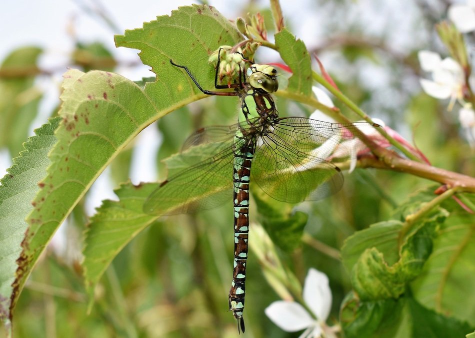 green brown dragonfly on the tree