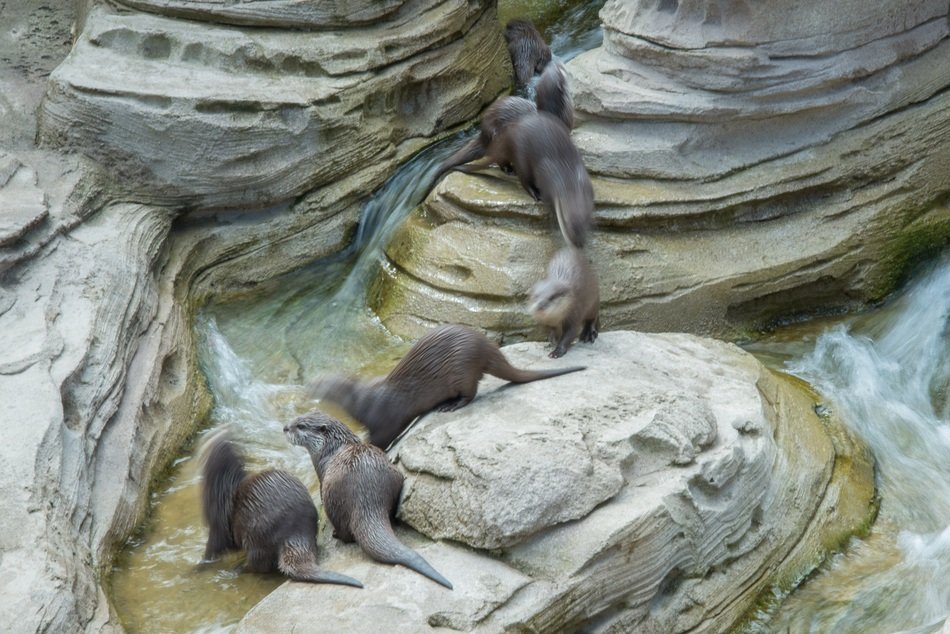 Otter in Motion