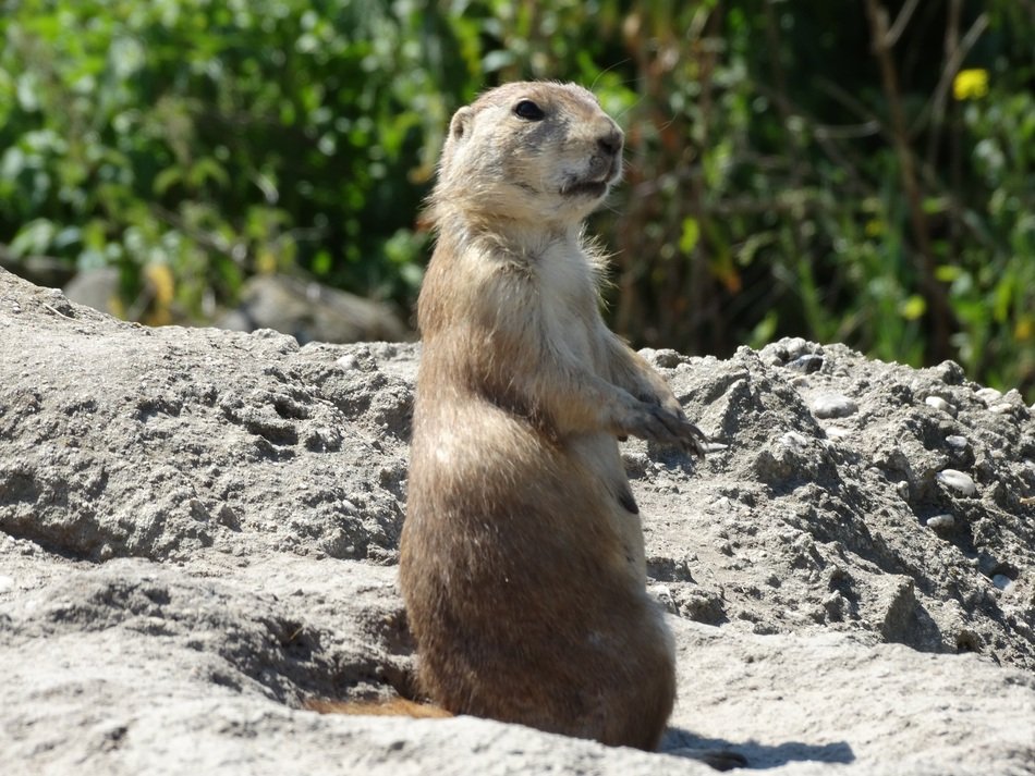 Cute and colorful groundhog sits on its hind legs near the plants