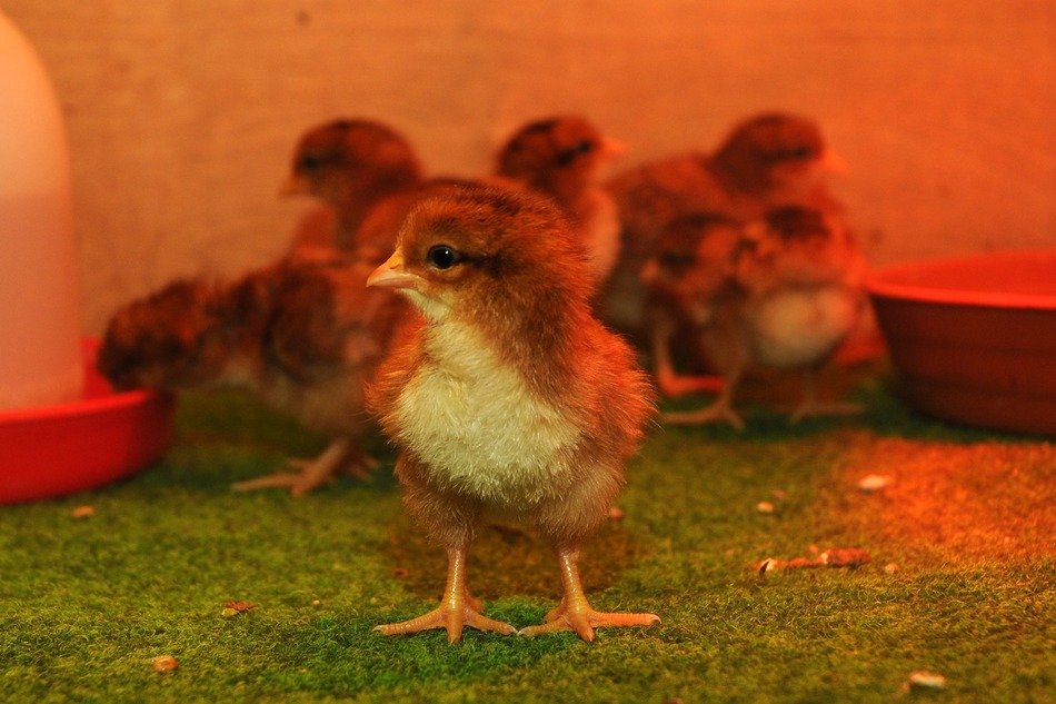 little brown chickens
