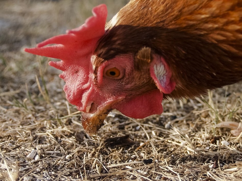 beautiful and cute Hen