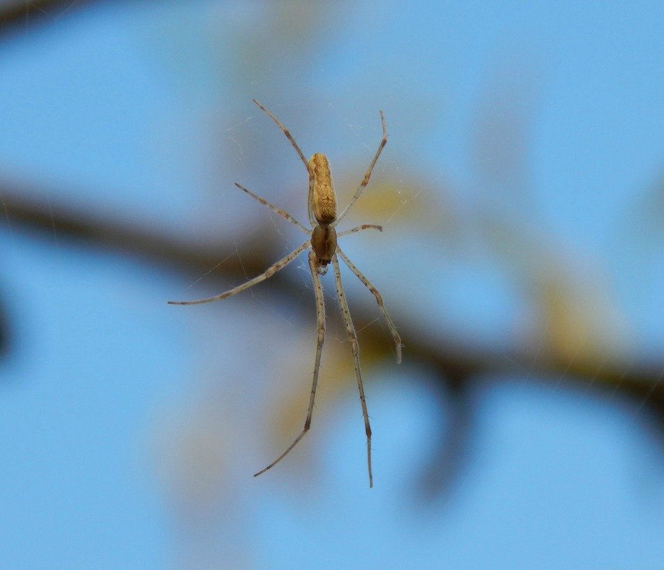 spider on a web on a blurred background of a branch