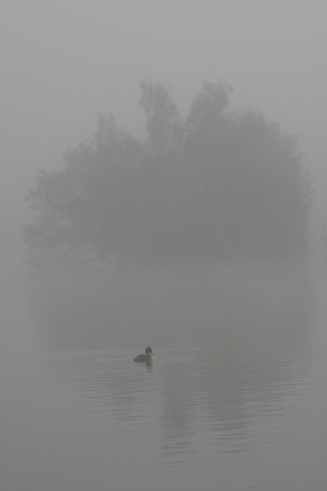 Duck in twilight
