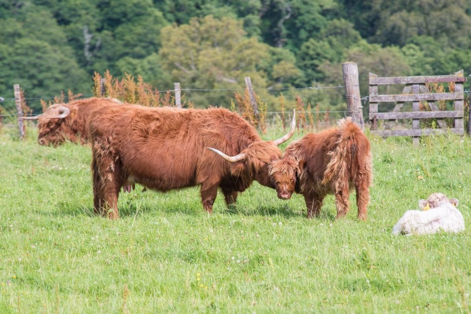 Highland-Rinder in the highlands in Scotland