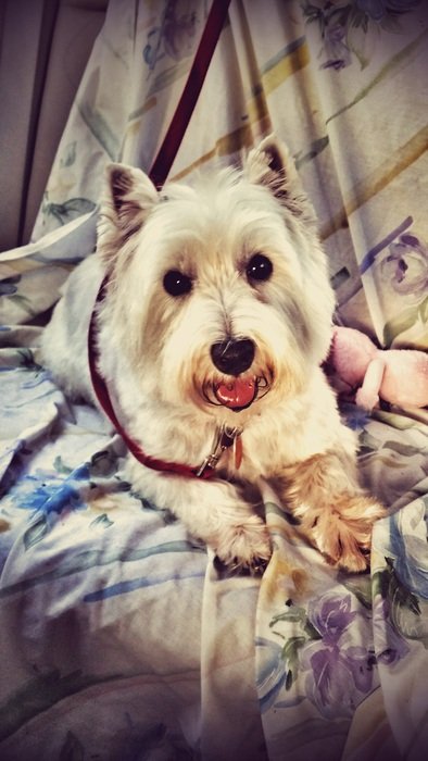 White Terrier Dog