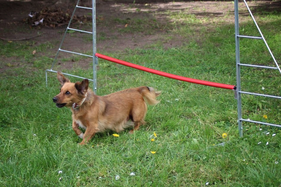 the little dog made the barrier jump
