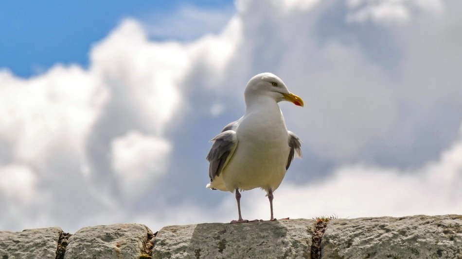 delightfully gentle Scotland Seagull