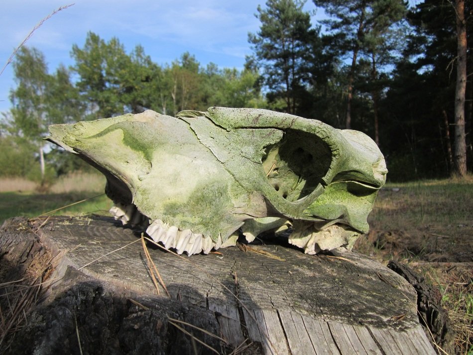 scary weathered skull