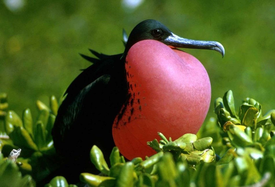 Beautiful colorful Fregata bird on the grass