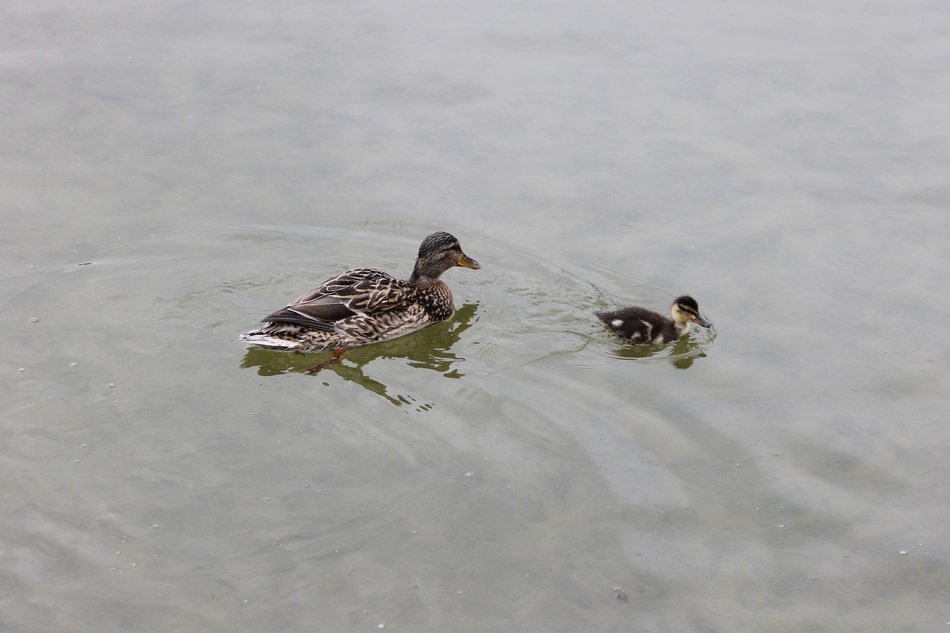 Colorful and cute duck with duckling in the pond