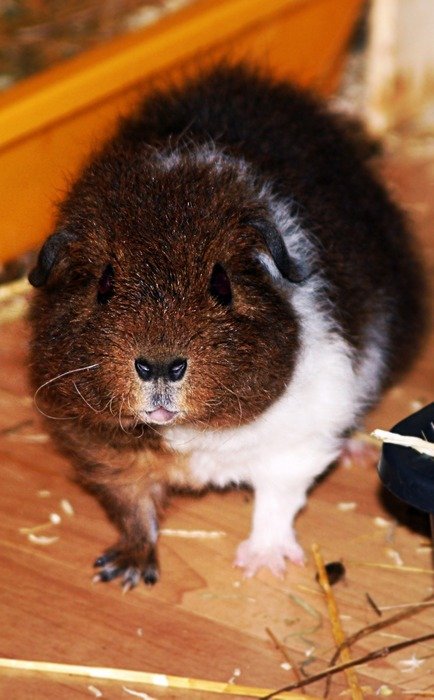Rex Guinea Pig