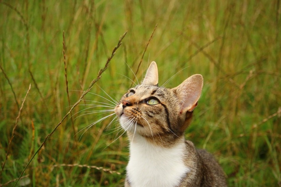 portrait of a tabby domestic cat