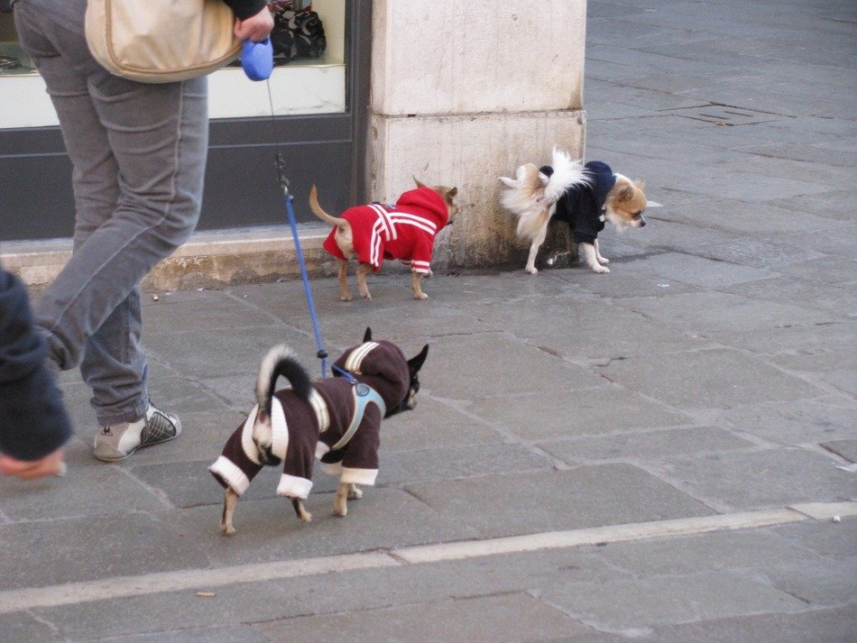 three doggies in clothing on street