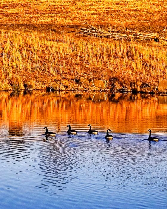 Picture of ducks in a Pond at dusk