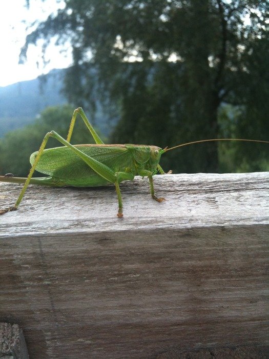 Cricket on the wood