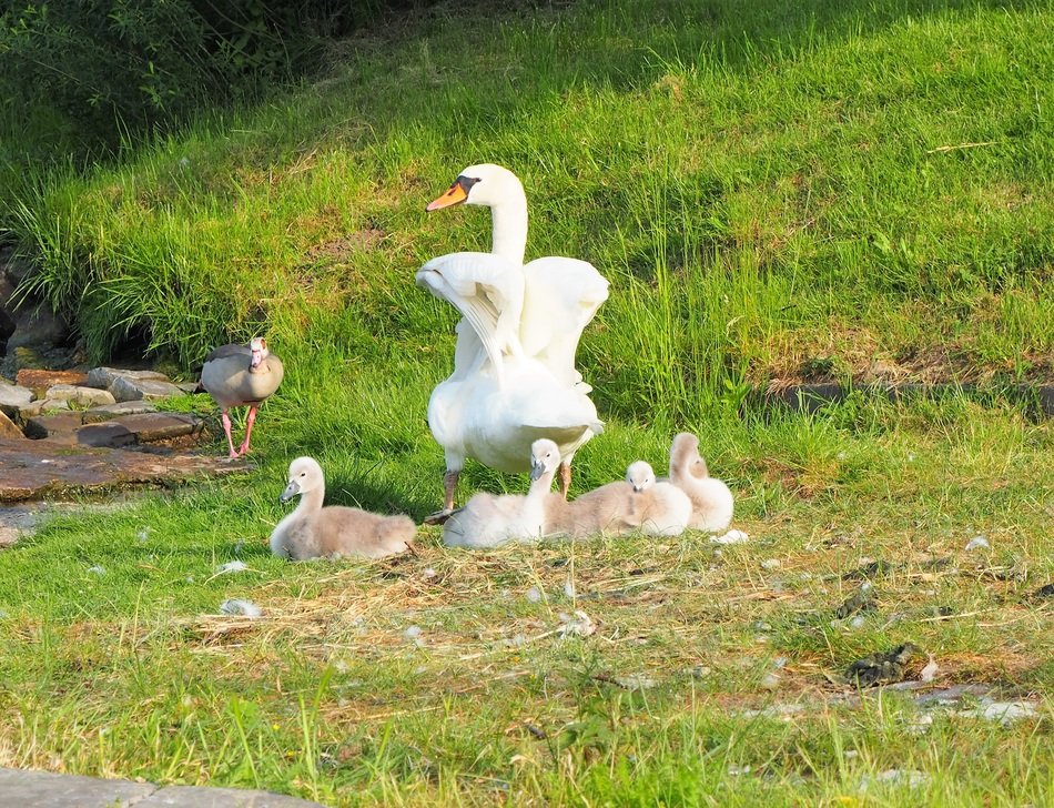 white swan family on the coastline