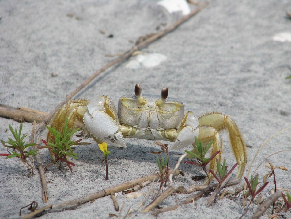 Yellow crab breed Ocypode