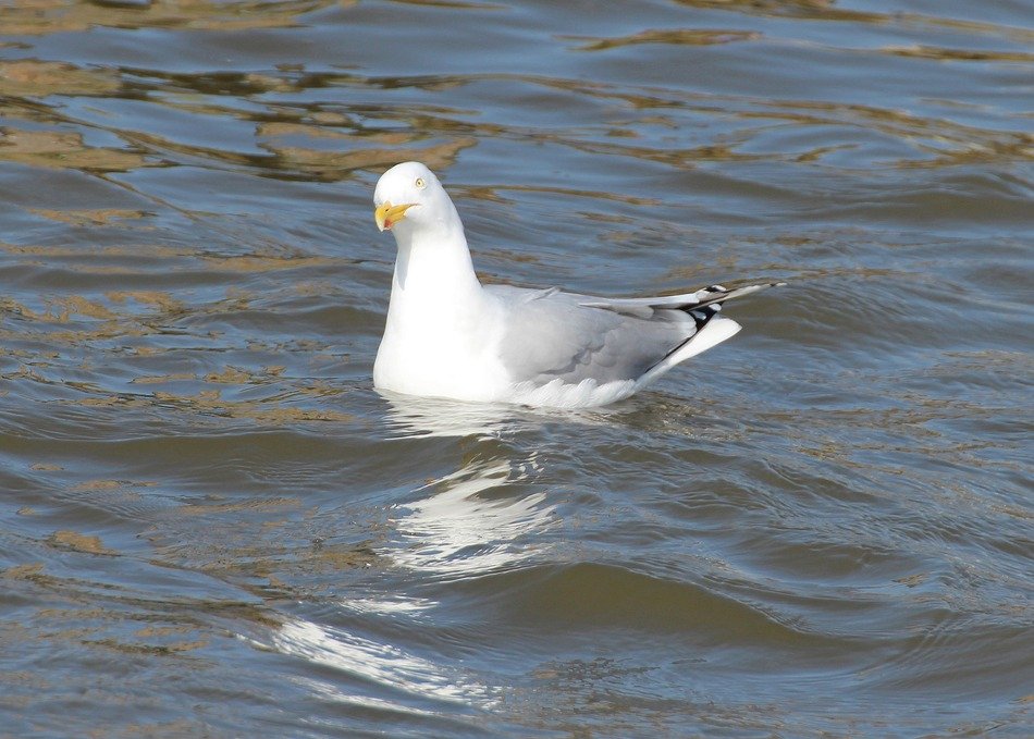 floating herring gull