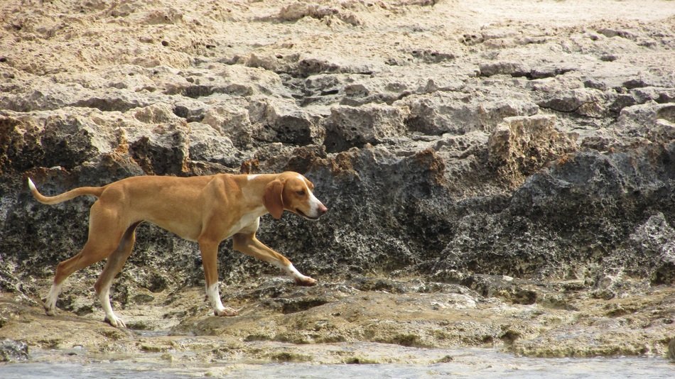 dog wanders along the seashore