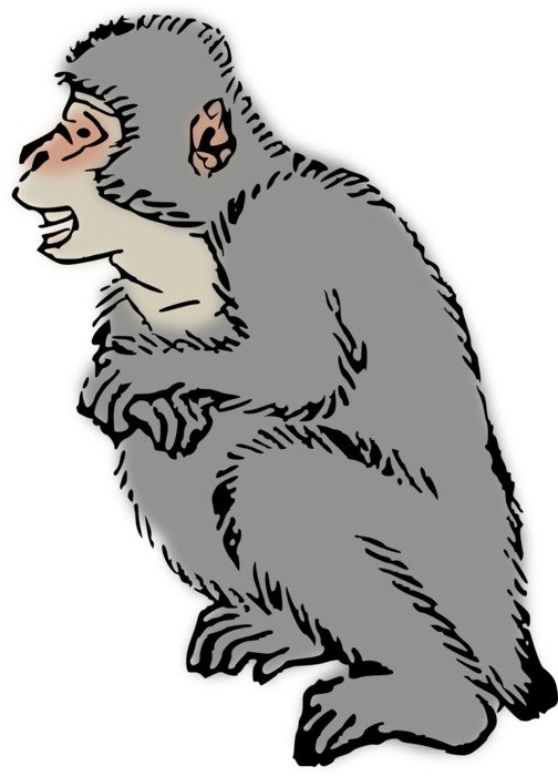 Monkey Macaque drawing