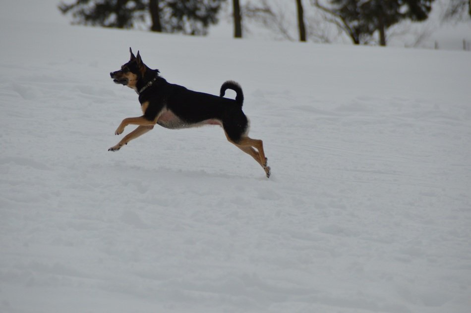 active terrier in the snow