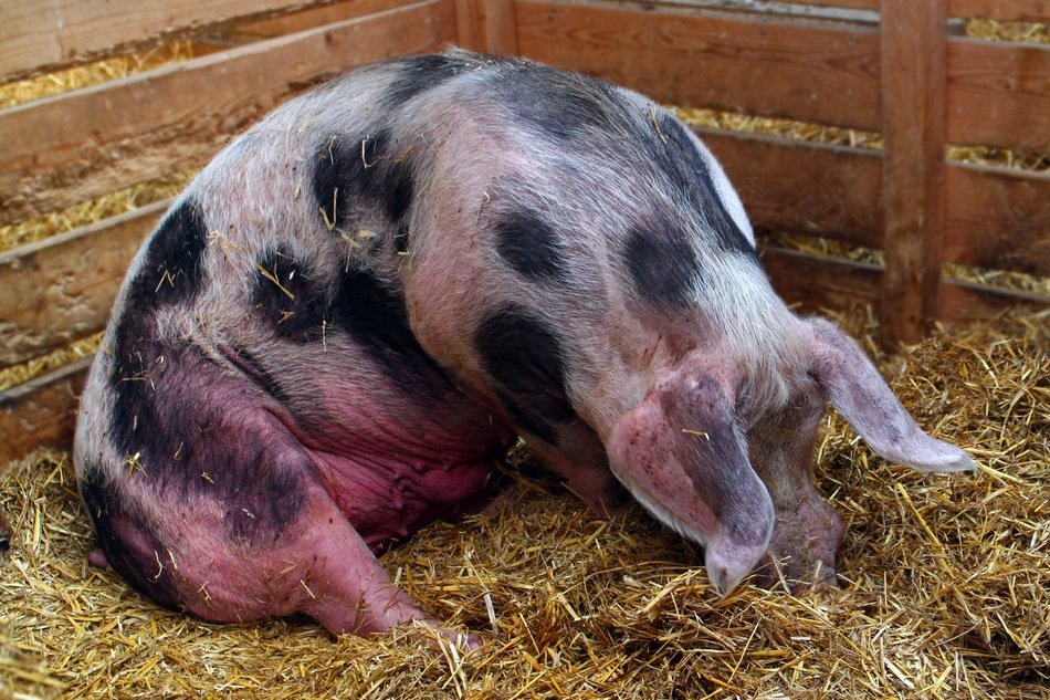 domestic pig in the pen