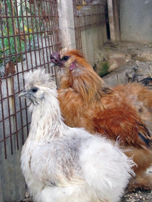 Hens in the cage