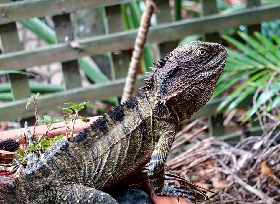 lizard on dry grass