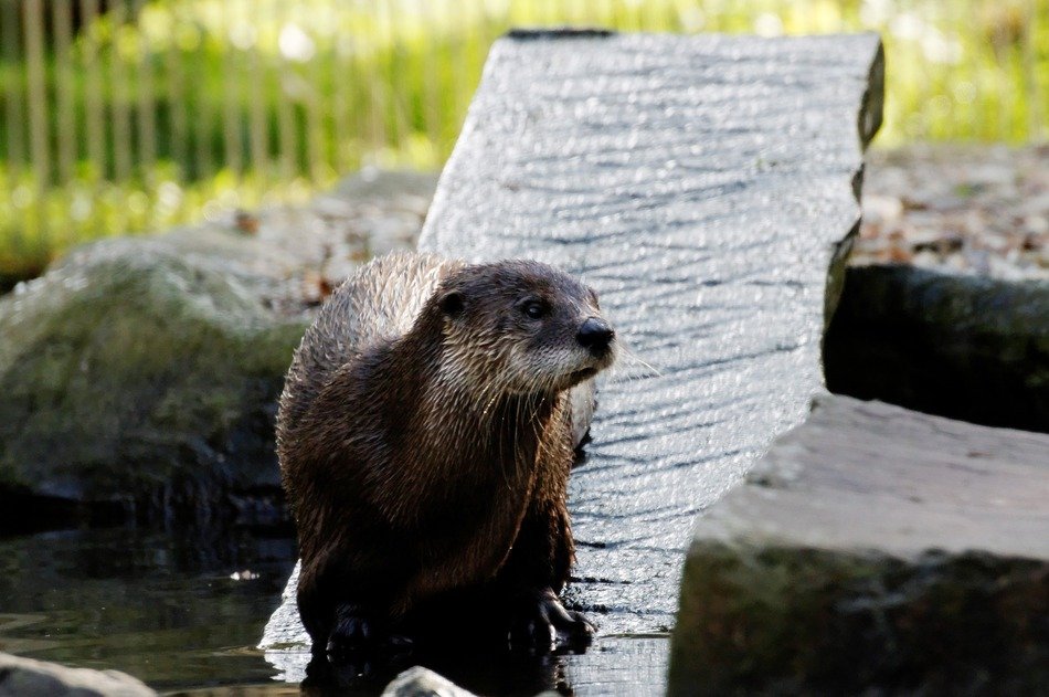 an otter on a board in an aviary on blurred background