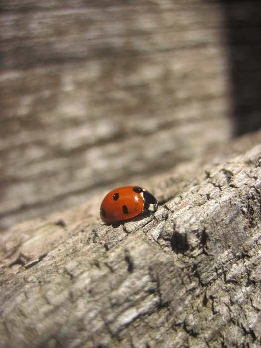 Beautiful black and red ladybug on the dead tree