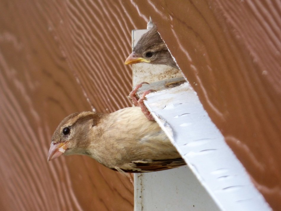 stunningly beautiful Sparrow
