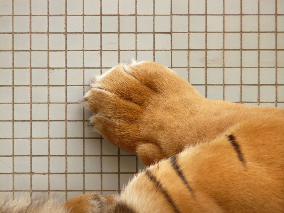 tiger paw on checkered background