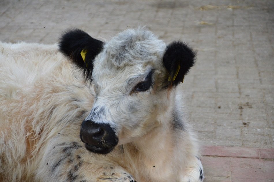 Beef Calf Agriculture